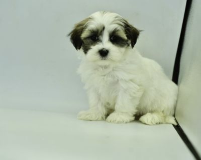 Paris - Female Mini teddy Puppy for Sale