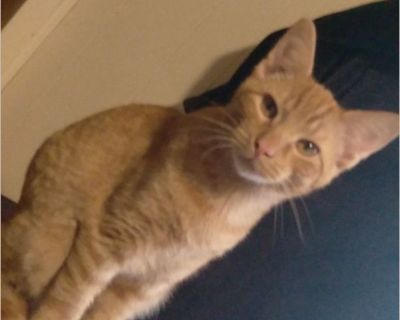 Tweeder - Male Kitten Domestic Cat for Adoption