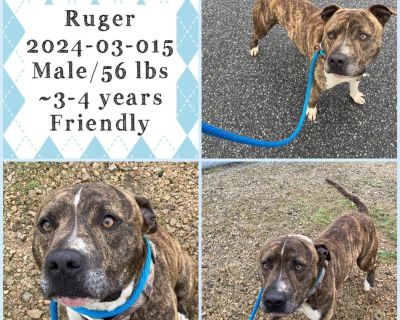 2024-03-015 *Ruger* - Pit Bull Terrier Male Dog for Adoption