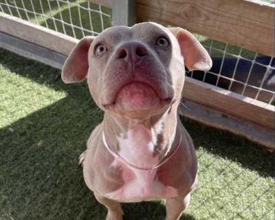 Maggie - American Pit Bull Terrier Female Dog for Adoption