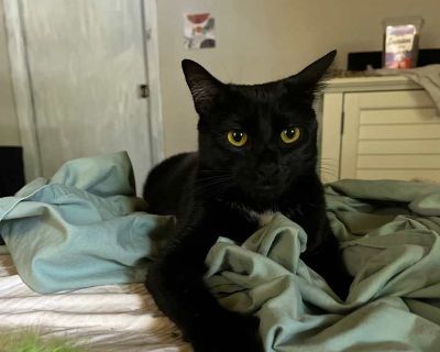 Adult. Black & white or tuxedo. Hair: short. ##2233326## Adoption process We require an application for review. A contract is required and mandates no declaw and indoor only. Fees range from $100-$125. Shelter location We do various weekend events at area Petsmarts, Petsupermarket and other pet related stores. We also schedule adopter meetings in our homes.