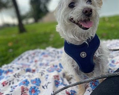 Milo - Maltipoo Male Dog for Adoption