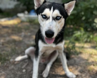 Ice - Husky Male Dog for Adoption