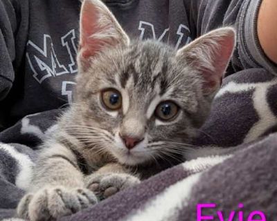 dob 8/11/25. Purebred Spayed / Neutered. Breed Domestic Shorthair Color Age Kitten Sex Female Pet ID 22044750 Hair Length