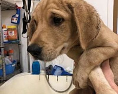 Cheeto - Labrador Retriever Male Puppy for Adoption