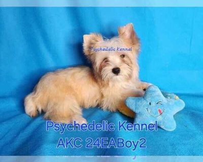 24EABOY2 - Yorkshire Terrier Male Puppy for Sale