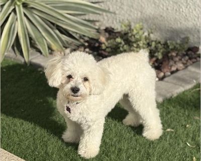 Leo 2025 - Male Puppy Poodle mix for Adoption