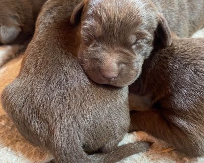 6 Male and 4 Female Labrador Retriever Puppies for Sale