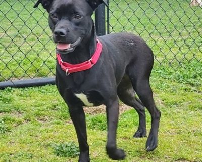 Feyre - Terrier & Boxer Mix Female Dog for Adoption