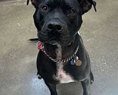 Max - American Pit Bull Terrier Male Dog for Adoption