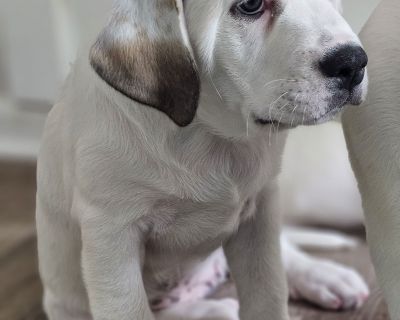 PUPPY CELINE - Great Pyrenees & American Bulldog Mix Female Puppy for Adoption