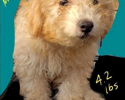 Reilly - Poodle - Poodle Male Puppy for Adoption