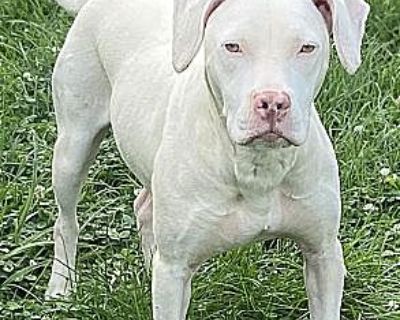 Roxie 2 - American Pit Bull Terrier Female Dog for Adoption