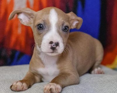 Delta's story began in a place no puppy should ever experience. She, her mom, and seven siblings were discovered under an abandoned building when they were just days old, left with little chance of survival. Thankfully, they were rescued, and Delta has been safe and thriving in her foster home ever since. She is curious, playful, and full of puppy charm, but also loves cuddle time when she's wi...
