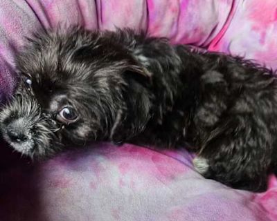 Tinker bell - Shih Tzu/Miniature Schnauzer Mix Female Puppy for Adoption