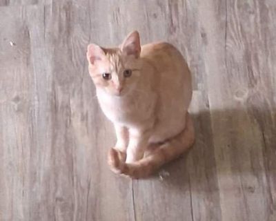 Meet Ginger Snap Just four short weeks ago, this brave girl was hit by a car, and we weren t sure she was going to make it. She could barely walk... but today? She s running, jumping, and living her best little life! Ginger Snap may have a tiny blemish part of her ear is missing but we think that just adds character to this already special girl. She's got spunk, heart, and a whole lot of love t...