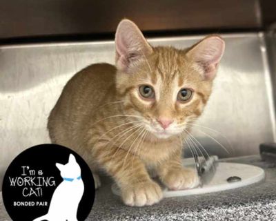 Smoke - Domestic Shorthair Male Kitten for Adoption