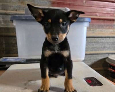 Health Vaccinations up to date.. Puppy Male Medium Black