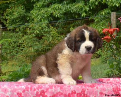Chloe - Saint Bernard Puppy For Sale in Pennsylvania