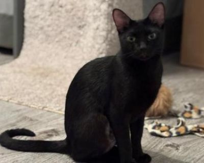 Susu - American Shorthair Female Cat For Adoption