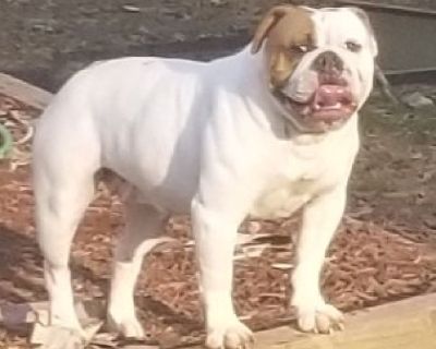 American bulldog pups