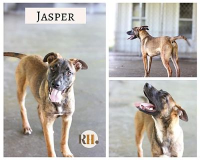 Jasper - German Shepherd Dog Male Puppy for Adoption