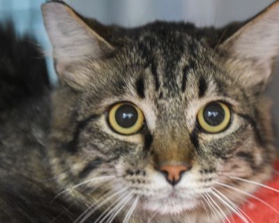 Characteristics Good with Cats, Good with Dogs Health Vaccinations up to date, spayed / neutered.. Young Male Medium Brown / Chocolate