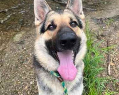 Nemo - German Shepherd Dog Male Dog for Adoption