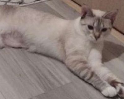 Adult. Cream or ivory (mostly). Hair: short. DOB 5/11/22 - Denali is an active, curious, smart and playful cat looking for a home where she can take her time adapting to her new people and surroundings. She loves playing with other cats and the ideal home for her would have another playful young cat or possibly a dog (she did see a dog in foster care, but was not exposed directly to dogs in fos...