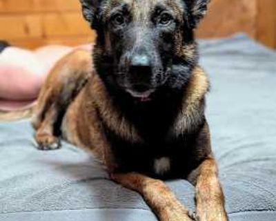 Athena - Located in CO - Belgian Malinois Female Puppy for Adoption