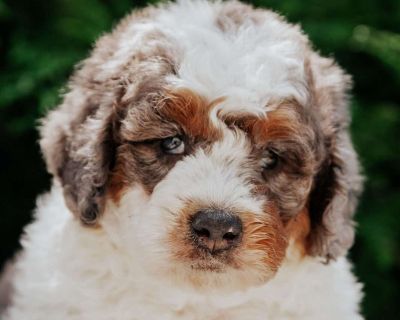 Pepper - 6 Weeks Male Mini Bernedoodle Puppy for Sale