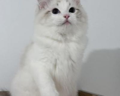 Household pet. Champion bloodlines. Neutered. Registered. Kitten Price Includes: *TICA Registration *All required vaccines in the first year *Spayed/Neutered *Sale Contract. Seal Lynx Bicolor