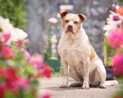 Leona - Cattle Dog & Pit Bull Terrier Mix Female Dog for Adoption