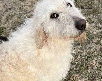 Charlie - Labrador Retriever/Poodle (Standard) Mix Female Dog for Adoption