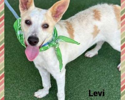 LEVI - Australian Cattle Dog Male Dog for Adoption
