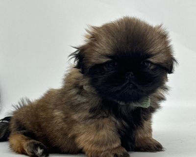 3 Male and 1 Female Pekingese Puppies for Sale