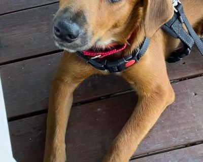 Brandy - Black Mouth Cur Mix Female Dog for Adoption