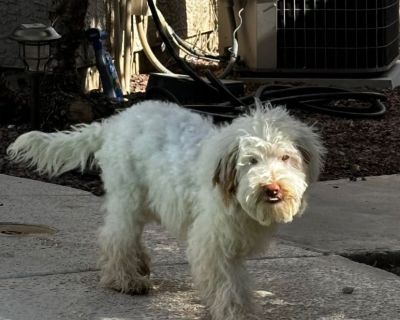 Mini double doodle, 17 weeks, up to date on shots, comes with crate, food, and toys.