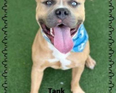 TANK - American Pit Bull Terrier Male Dog for Adoption