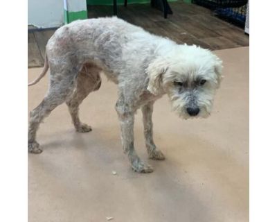 Dalton - Poodle (Toy or Tea Cup) Male Dog for Adoption