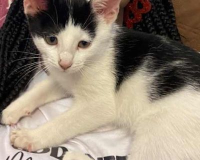 Tucker - American Shorthair Male Cat for Adoption