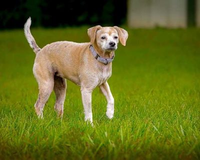 Darcie - Terrier (Unknown Type, Small) Female Dog for Adoption