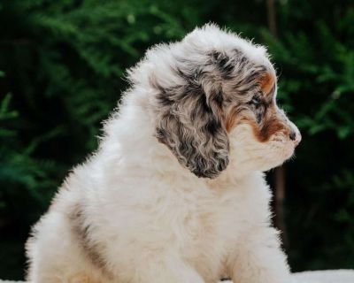 Sky - 7 Weeks Female Mini Bernedoodle Puppy for Sale