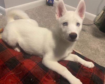 Pure white husky puppy. 12 weeks. Gorgeous blue eyes. Cannot keep due to sick family member and a move. $550. Purebred. No papers. Female. Shots up to date and wormed.