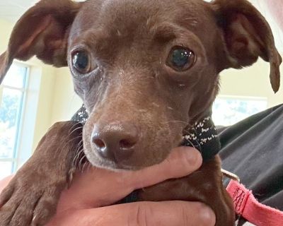 Tay Tay is one of the pups from our Swifties group. She is a 1.5 year old, 8 lb Chihuahua mix. She is so tiny, you want to just hold her and protect her all the time! She and nine other small dogs were dumped on a country road in East Texas, and Humane Tomorrow took them all into our adoption program. Our wonderful, dedicated volunteers who have been caring for these dogs all say they have fun ...