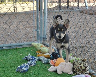 Lily - Husky/American Eskimo Dog Mix Female Puppy for Adoption