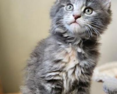 Phoebe - Maine Coon Female Kitten For Sale