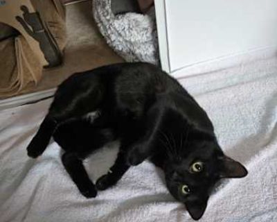 Midnight - Domestic Shorthair Male Cat for Adoption