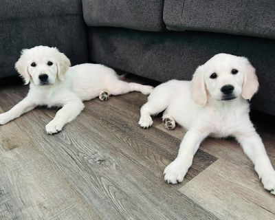 2 Female Golden Retriever Puppies for Sale