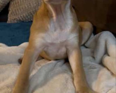 Gator - Labrador Retriever Male Puppy for Adoption